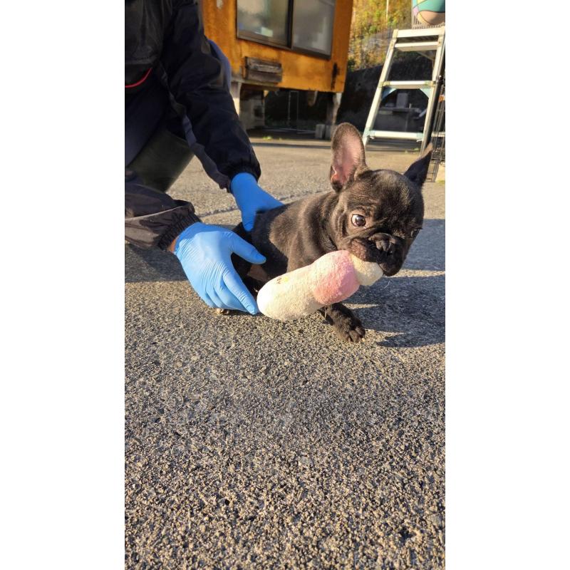 成約済の愛媛県のフレンチブルドッグ-415686の5枚目