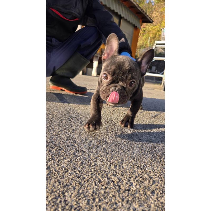 成約済の愛媛県のフレンチブルドッグ-415686の4枚目