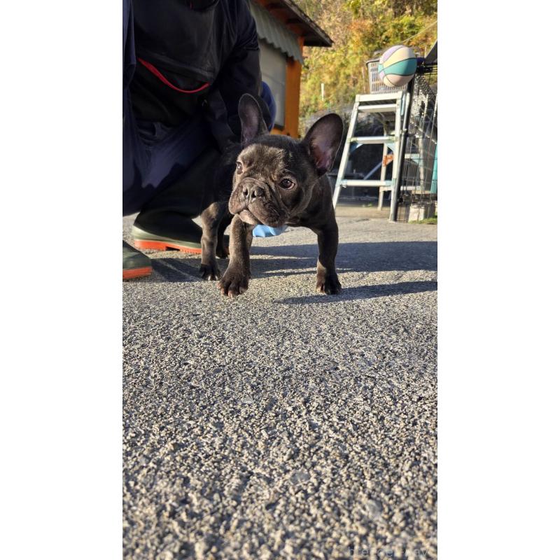 成約済の愛媛県のフレンチブルドッグ-415686の3枚目