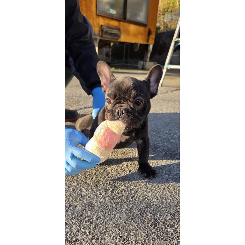 成約済の愛媛県のフレンチブルドッグ-415686の2枚目