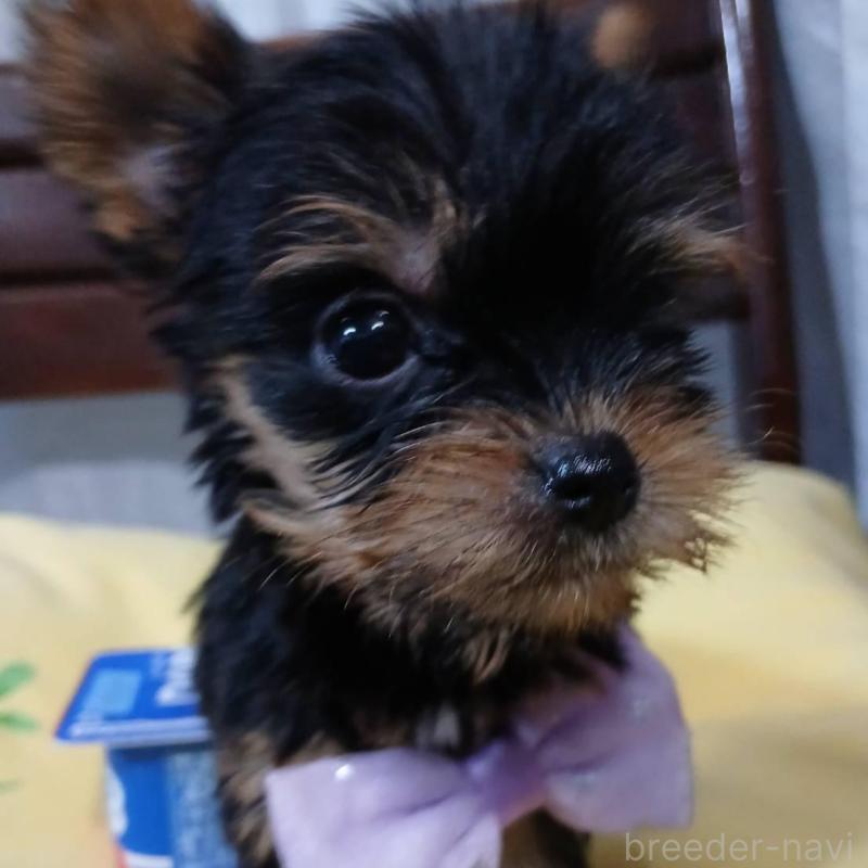 販売中の京都府のヨークシャーテリア-429970