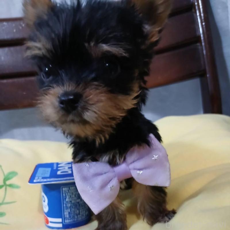 販売中の京都府のヨークシャーテリア-429970の6枚目