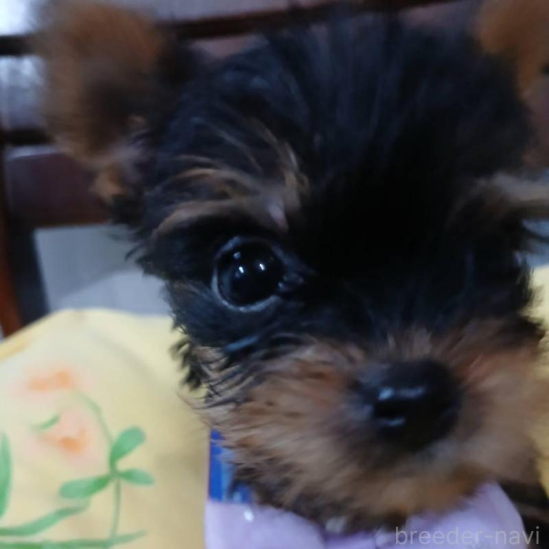 販売中の京都府のヨークシャーテリア-429970の5枚目