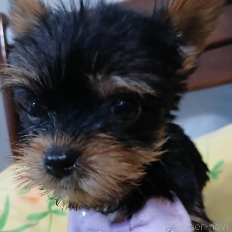 販売中の京都府のヨークシャーテリア-429970の4枚目