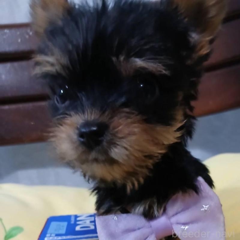 販売中の京都府のヨークシャーテリア-429970の3枚目