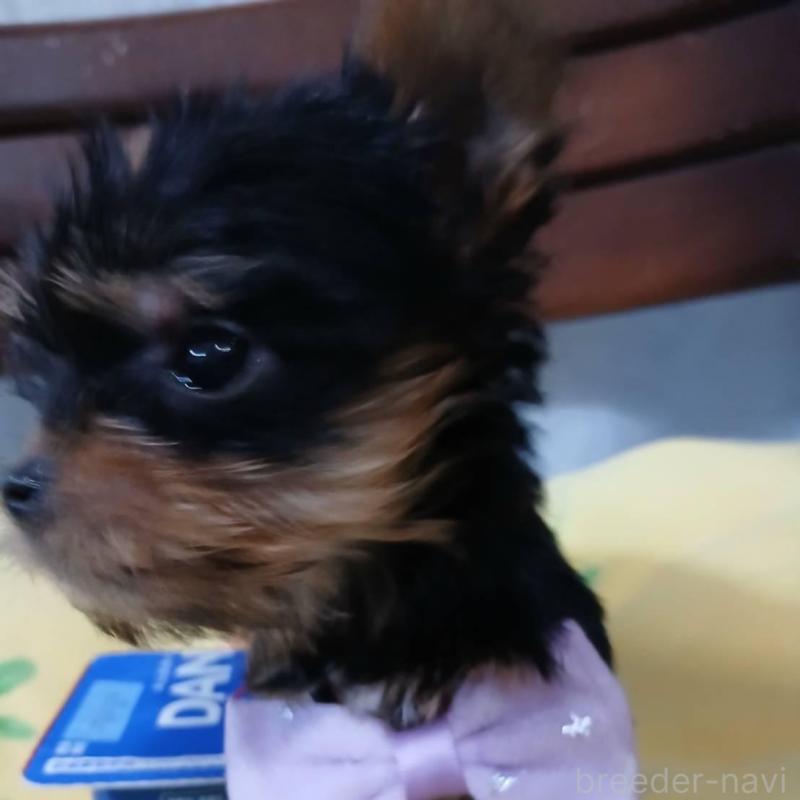 販売中の京都府のヨークシャーテリア-429970の2枚目