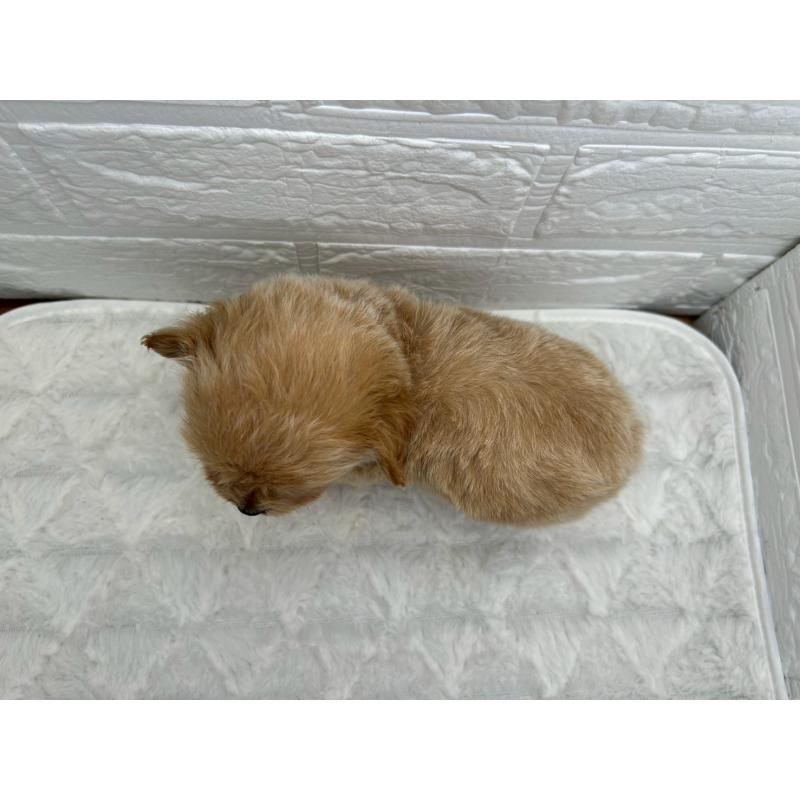 販売中の茨城県のチワプー:チワワ×トイプードル-429972の8枚目