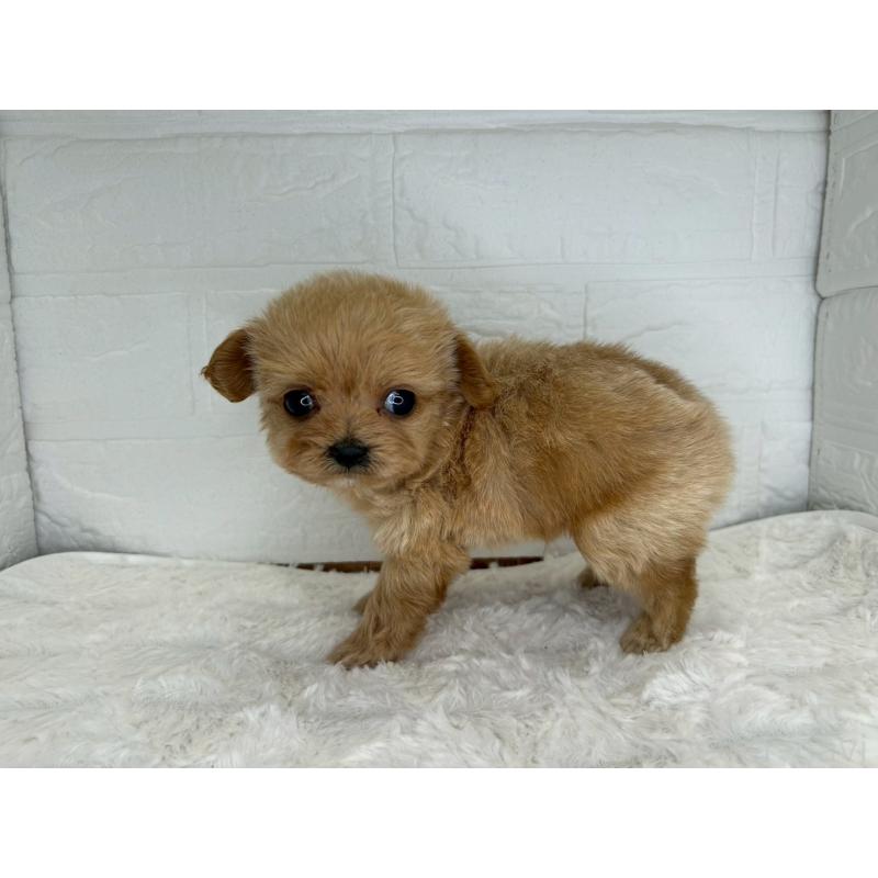 販売中の茨城県のチワプー:チワワ×トイプードル-429972の7枚目