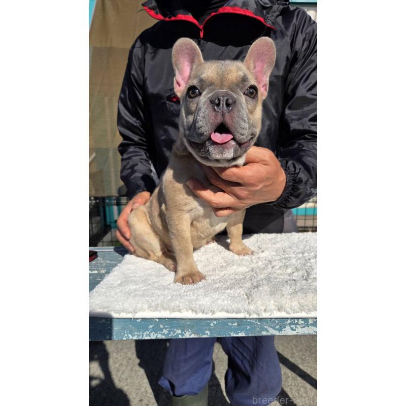 成約済の愛媛県のフレンチブルドッグ-409661の5枚目