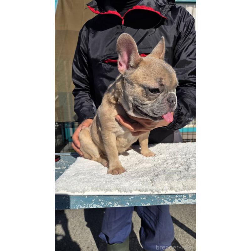 成約済の愛媛県のフレンチブルドッグ-409661の4枚目