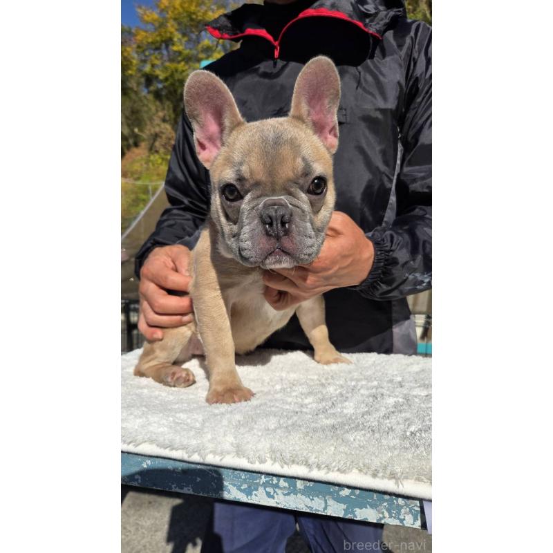 成約済の愛媛県のフレンチブルドッグ-409661の3枚目
