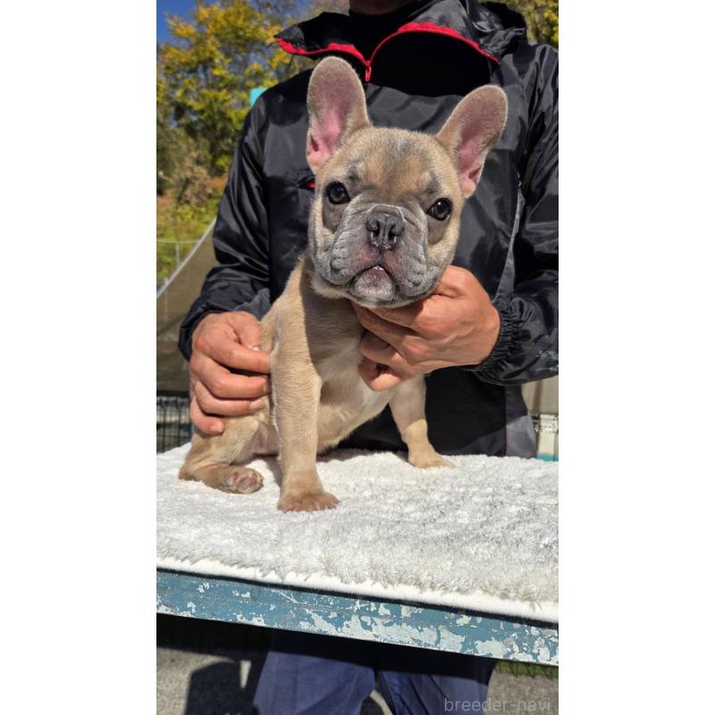販売中の愛媛県のフレンチブルドッグ-409661