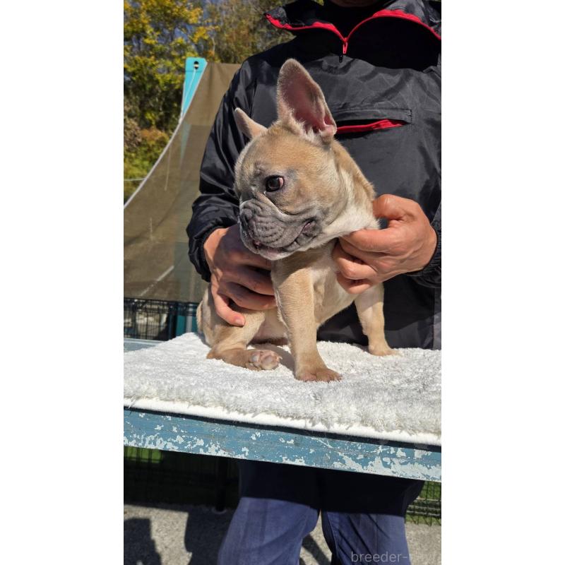 成約済の愛媛県のフレンチブルドッグ-409661の2枚目