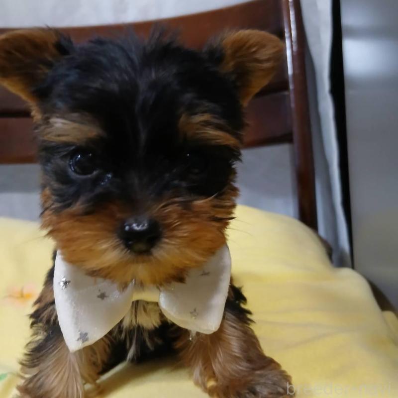 販売中の京都府のヨークシャーテリア-429971