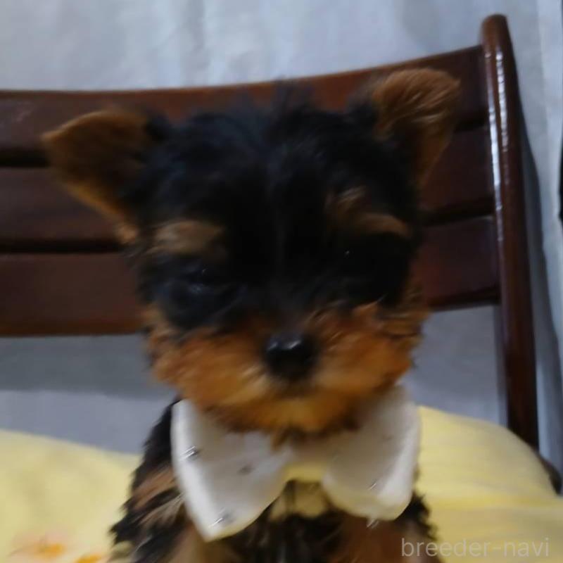 販売中の京都府のヨークシャーテリア-429971の2枚目