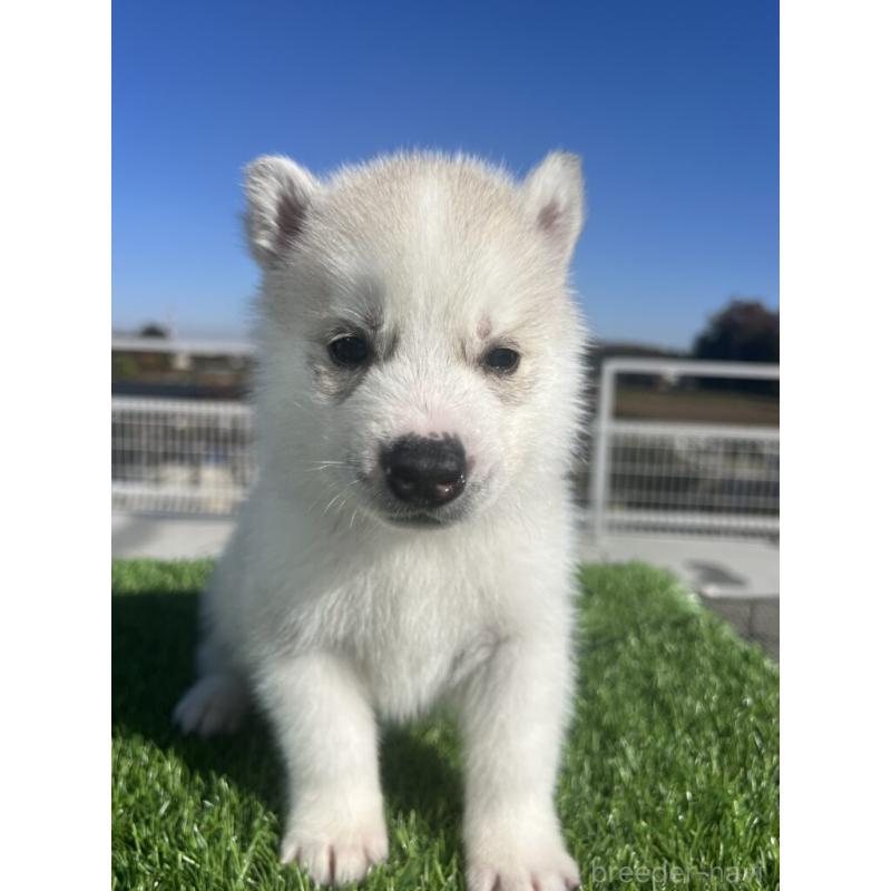 販売中の埼玉県のシベリアンハスキー-429973の4枚目