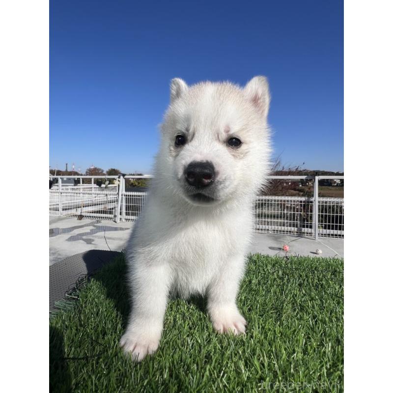 販売中の埼玉県のシベリアンハスキー-429973の3枚目