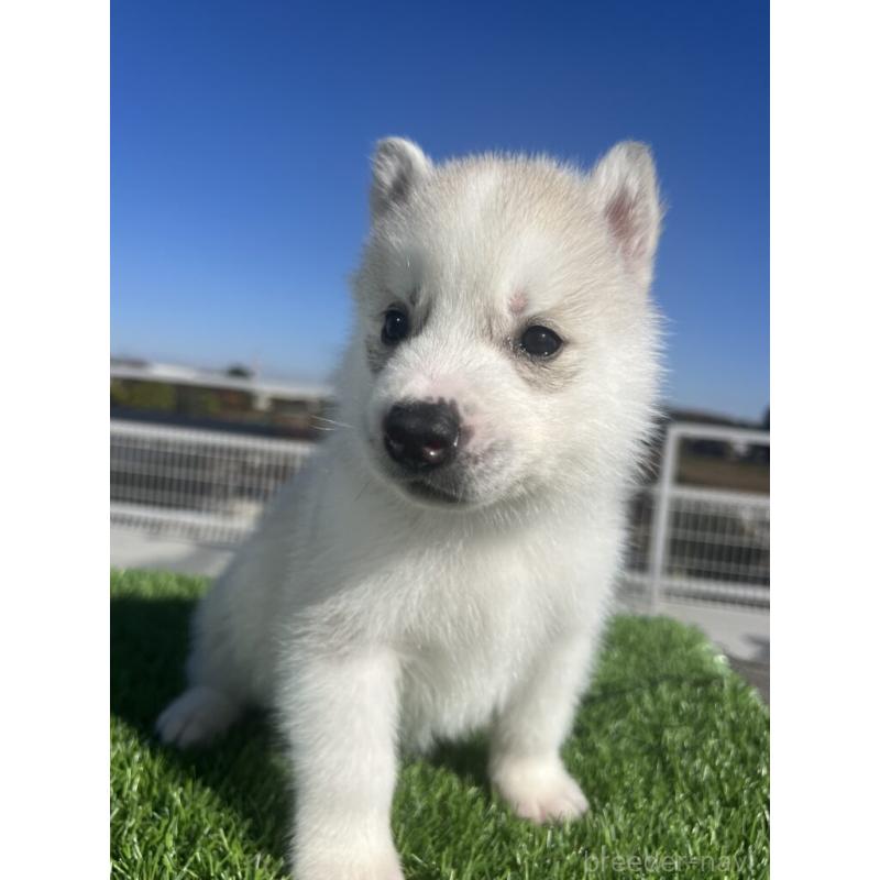 販売中の埼玉県のシベリアンハスキー-429973の2枚目