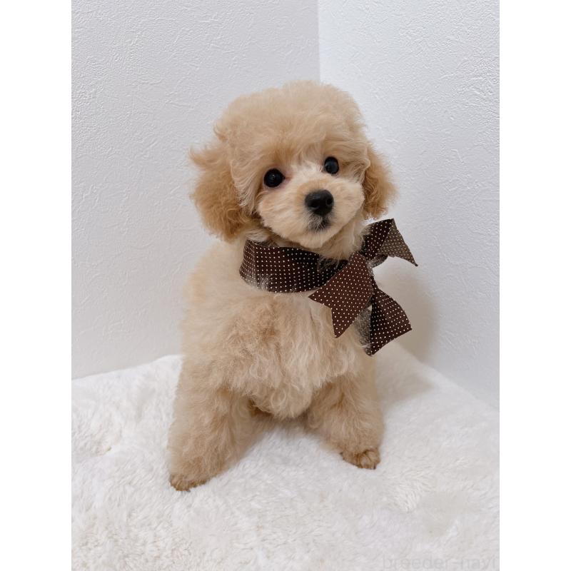 販売中の福岡県のタイニープードル-429975の6枚目