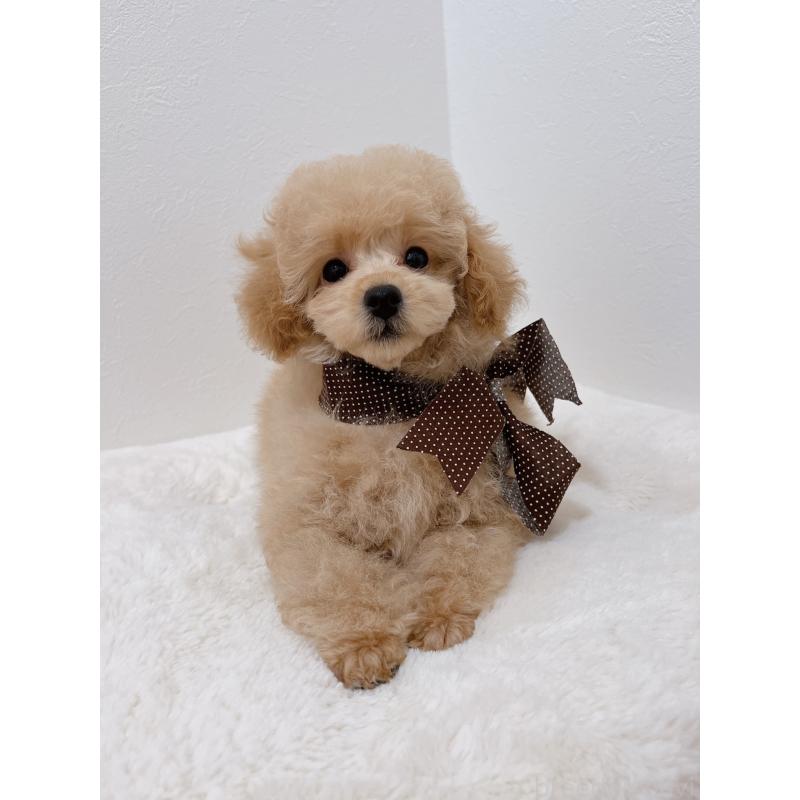 販売中の福岡県のタイニープードル-429975の5枚目