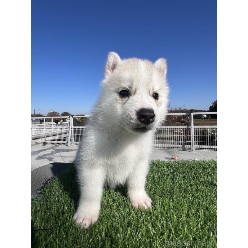 販売中の埼玉県のシベリアンハスキー-429973