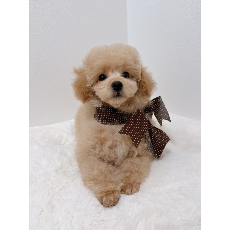 販売中の福岡県のタイニープードル-429975の4枚目