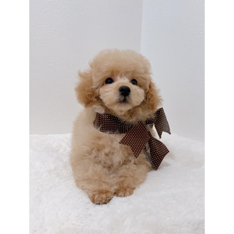 販売中の福岡県のタイニープードル-429975の3枚目