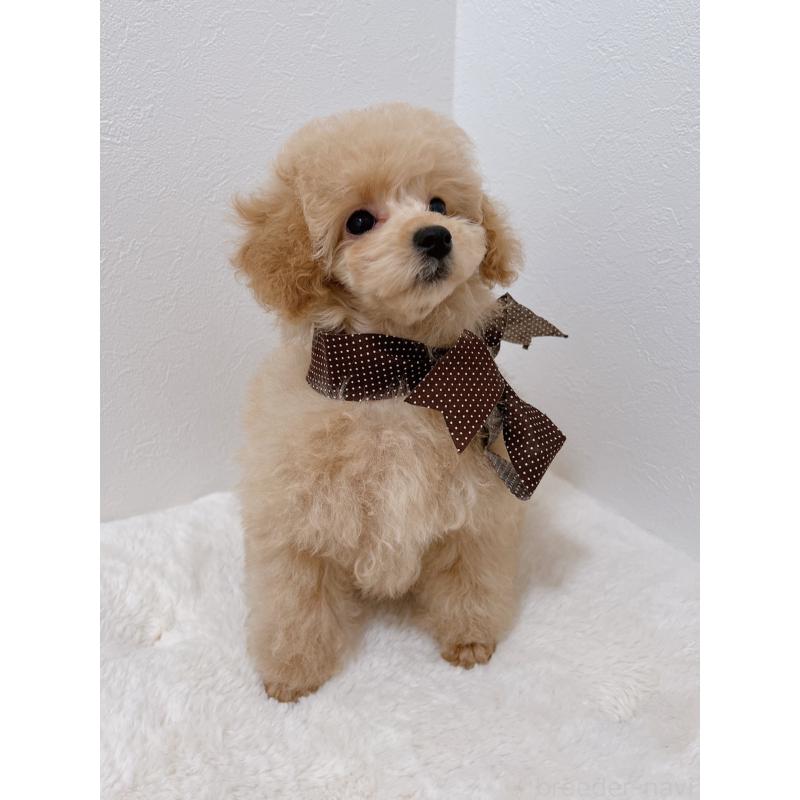 販売中の福岡県のタイニープードル-429975の2枚目