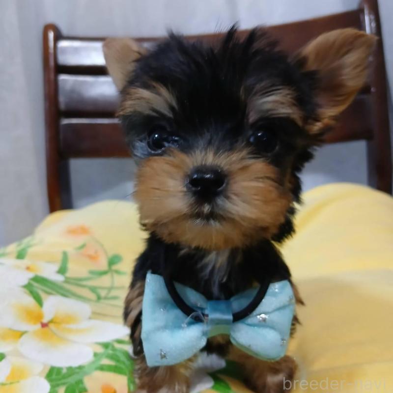 販売中の京都府のヨークシャーテリア-429974