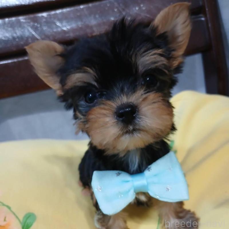 販売中の京都府のヨークシャーテリア-429974の5枚目