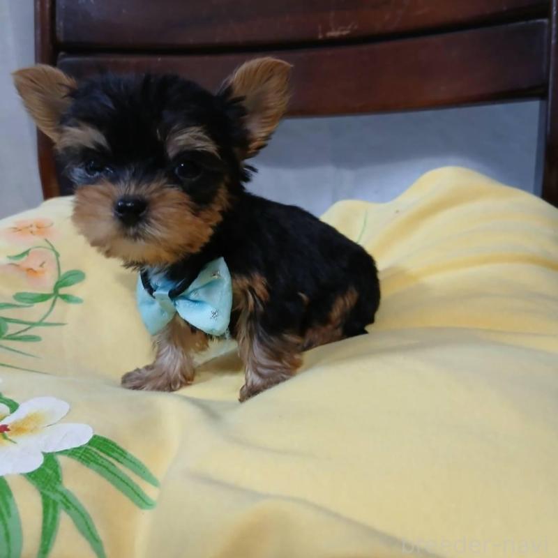 販売中の京都府のヨークシャーテリア-429974の4枚目