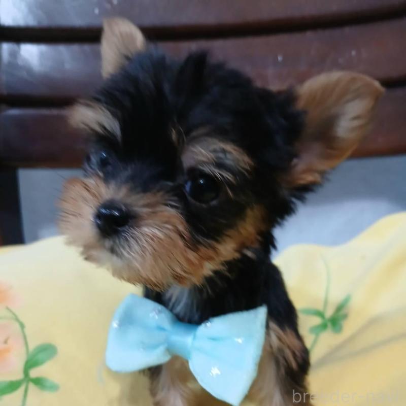 販売中の京都府のヨークシャーテリア-429974の3枚目