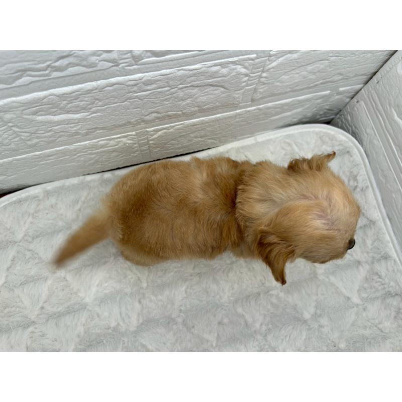 販売中の茨城県のチワプー:チワワ×トイプードル-429976の10枚目