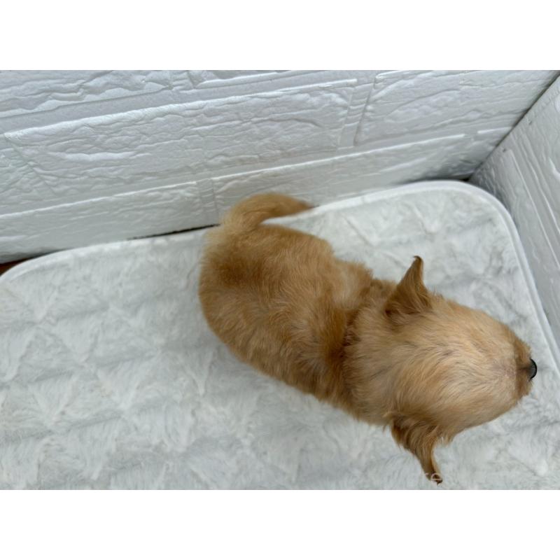 販売中の茨城県のチワプー:チワワ×トイプードル-429976の9枚目