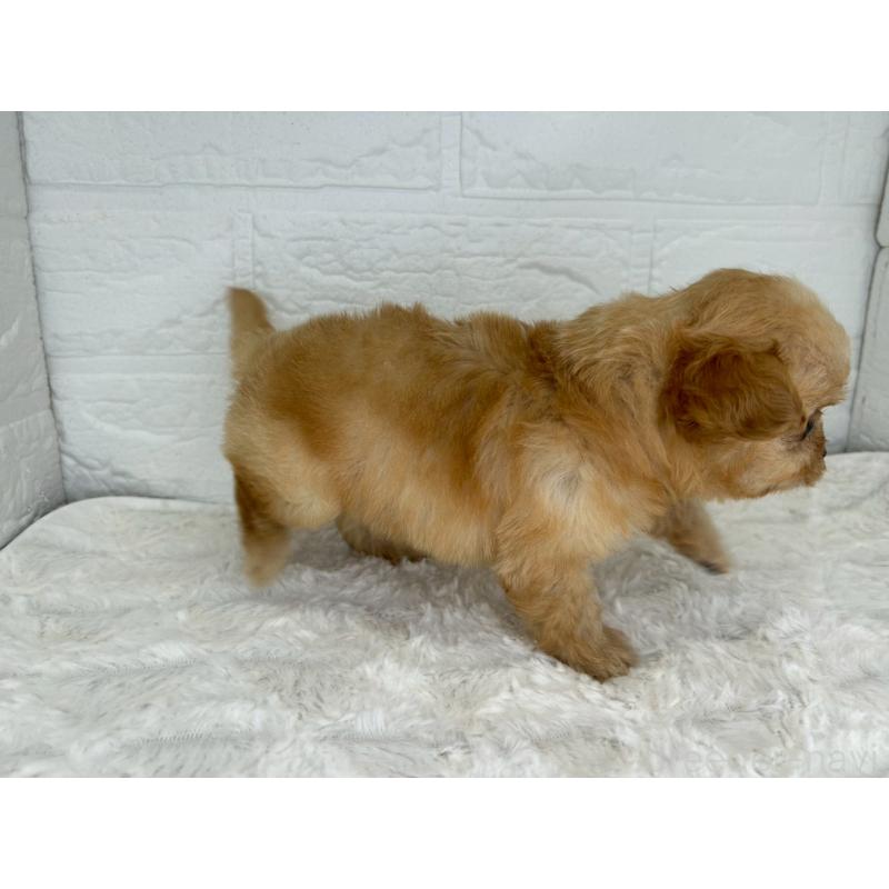 販売中の茨城県のチワプー:チワワ×トイプードル-429976の8枚目