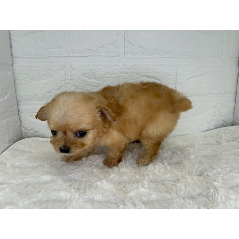 販売中の茨城県のチワプー:チワワ×トイプードル-429976の7枚目