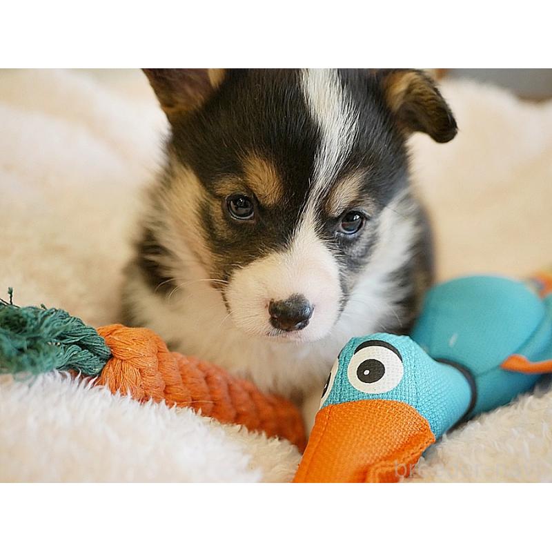 販売中の鹿児島県のウェルシュコーギーペンブローク-429977の7枚目