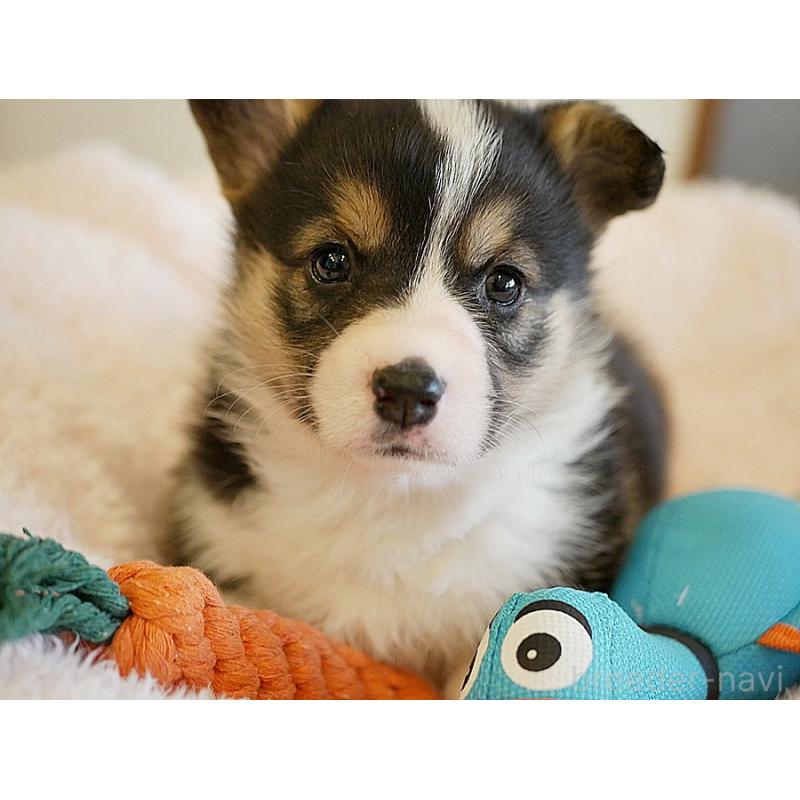 販売中の鹿児島県のウェルシュコーギーペンブローク-429977の6枚目