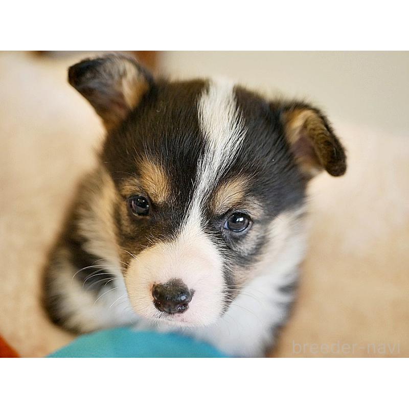 販売中の鹿児島県のウェルシュコーギーペンブローク-429977の5枚目