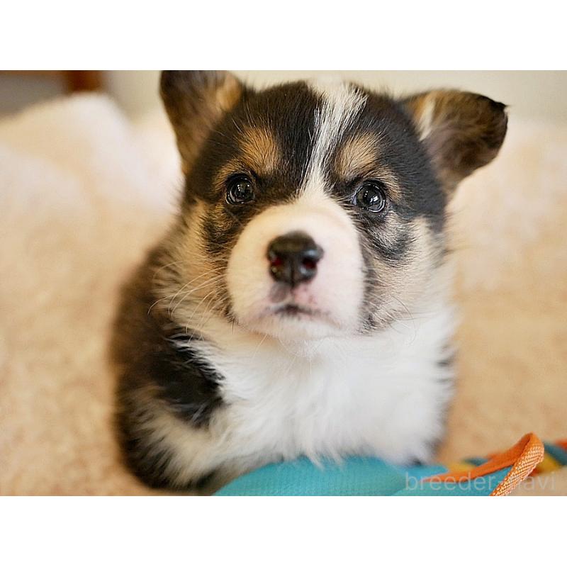 販売中の鹿児島県のウェルシュコーギーペンブローク-429977の4枚目