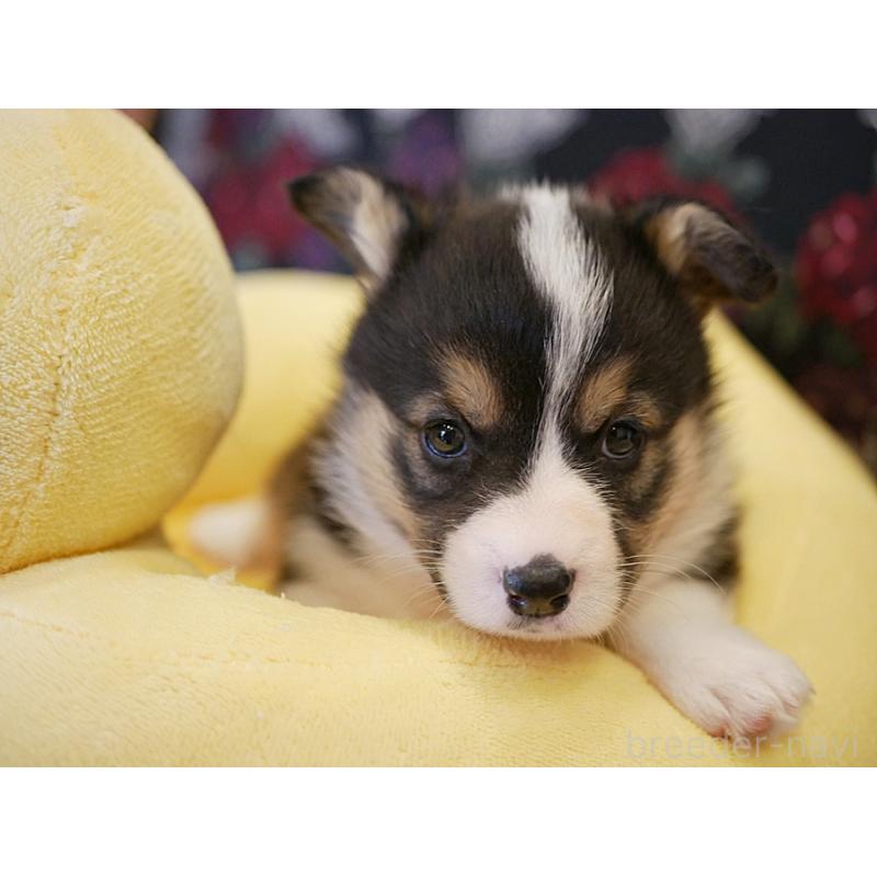 販売中の鹿児島県のウェルシュコーギーペンブローク-429977の3枚目