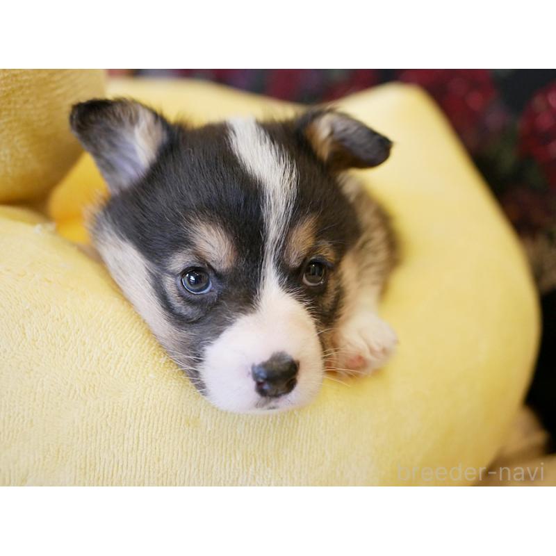 販売中の鹿児島県のウェルシュコーギーペンブローク-429977の2枚目