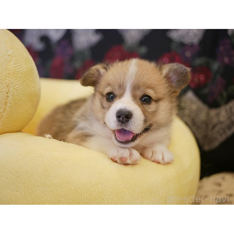 販売中の鹿児島県のウェルシュコーギーペンブローク-429979の5枚目