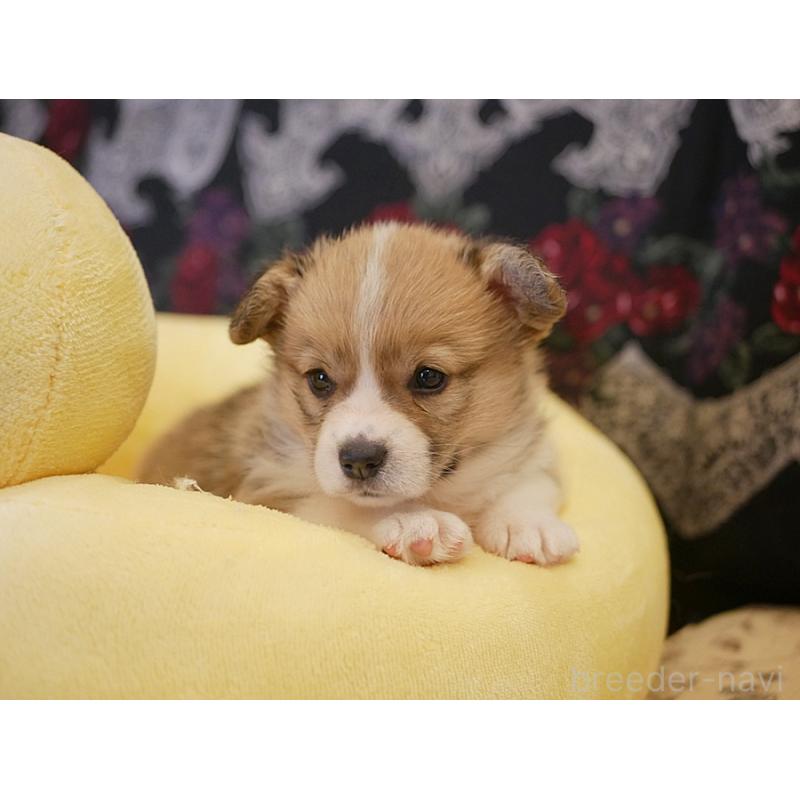 販売中の鹿児島県のウェルシュコーギーペンブローク-429979の4枚目