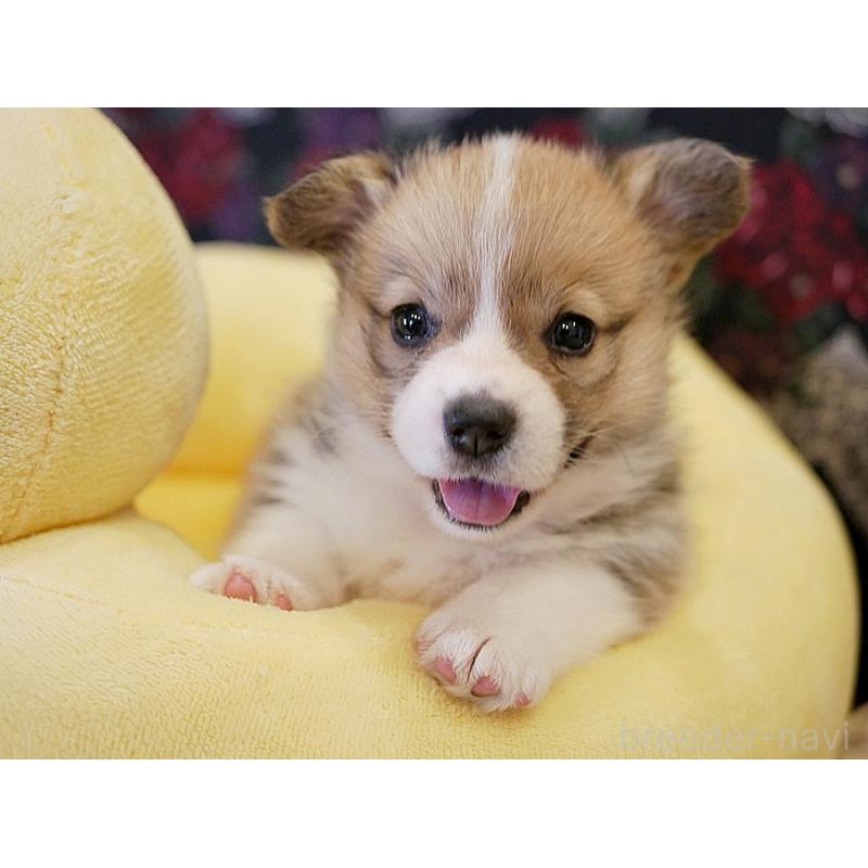 販売中の鹿児島県のウェルシュコーギーペンブローク-429979の3枚目