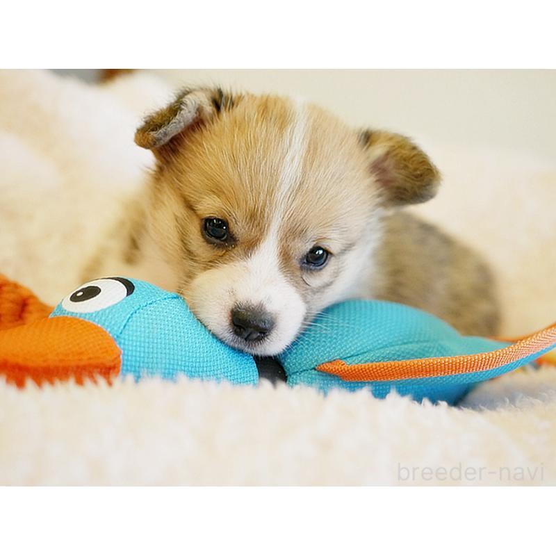 販売中の鹿児島県のウェルシュコーギーペンブローク-429979の2枚目