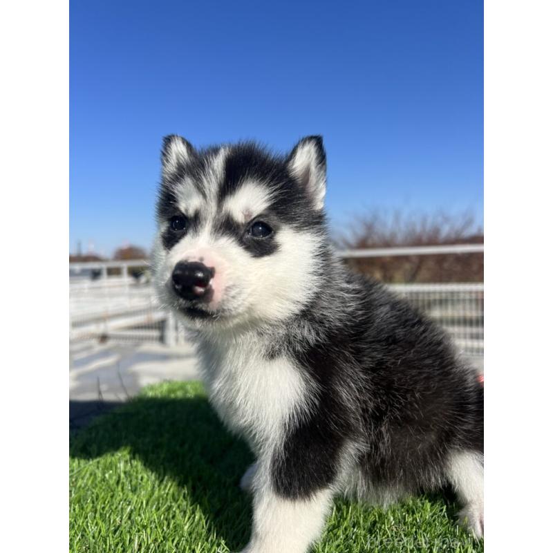 販売中の埼玉県のシベリアンハスキー-429978の4枚目