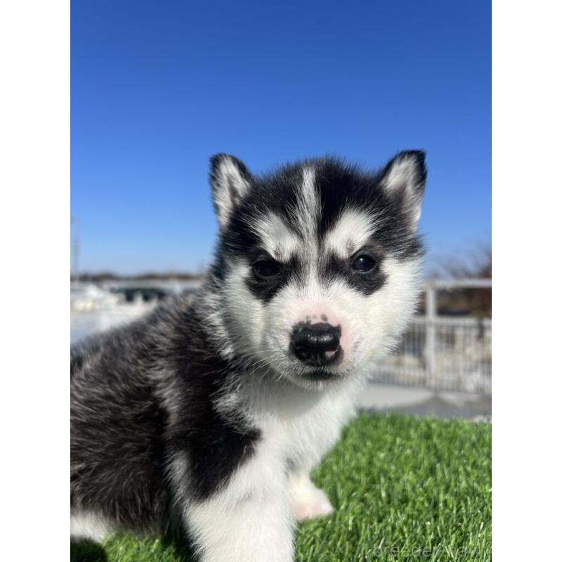 販売中の埼玉県のシベリアンハスキー-429978の3枚目