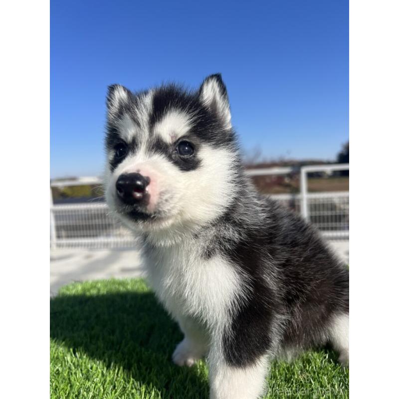 販売中の埼玉県のシベリアンハスキー-429978の2枚目