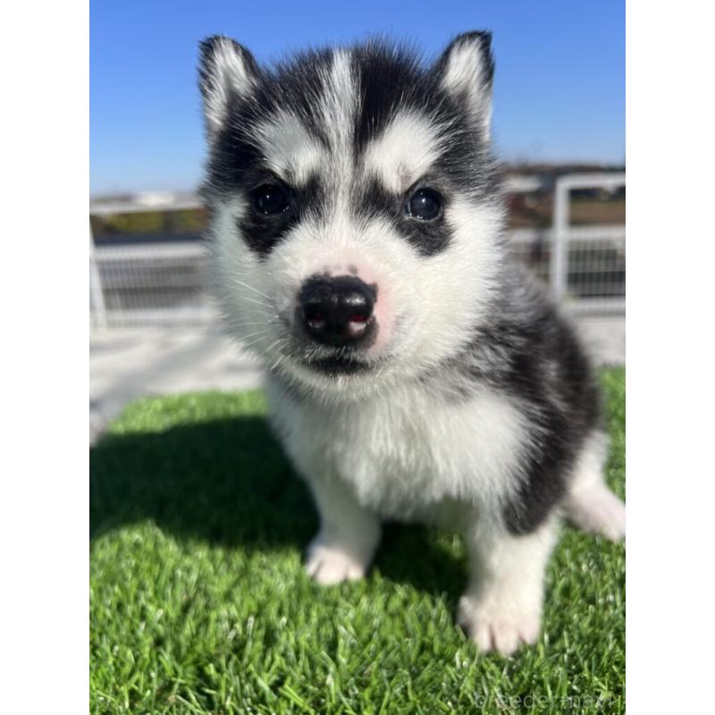 販売中の埼玉県のシベリアンハスキー-429978